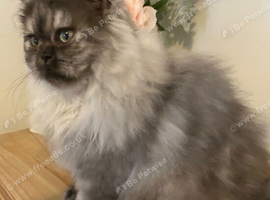 Pretty Persian female