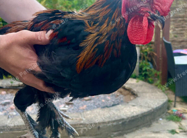 French copper marans rooster