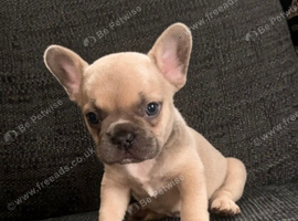 Beautiful French bull dogs