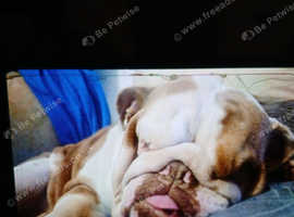 KC ENGLISH BULLDOG STUD AVAILABLE!!
