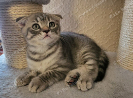 Schottis fold kittens