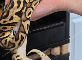Pastel Leaperd spotnose het clown