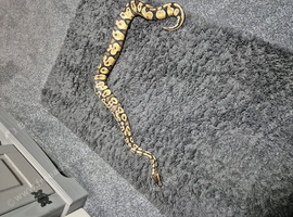 Yellow belly ball python