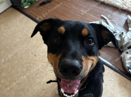 Belgian shepherd x mix dog