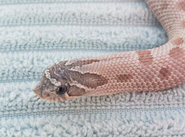 Arctic Lavender Conda Poss Sable Hypo CB 25