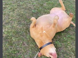 Pet sitting and dog walking