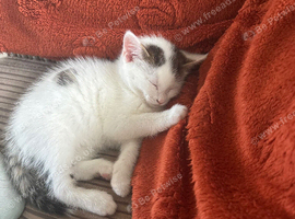 A lovely little white kitten