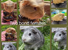 Two bond beautiful females Guinea pigs