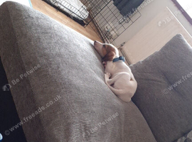 8 week old puppy for sale