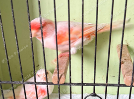 Mosaic canaries