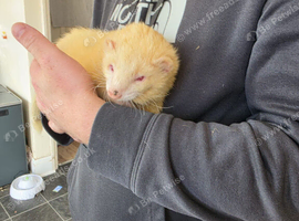 Chipped Beautiful & Very Friendly Pair of 18-Month-Old Semi-Angora Pet Ferrets (Loki & Thor hobs