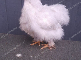 1 silkie feather pekin chicken