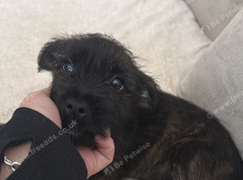 Female Yorkie X Staffy Pup