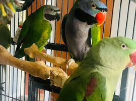 Baby Derbyan talking Parrot