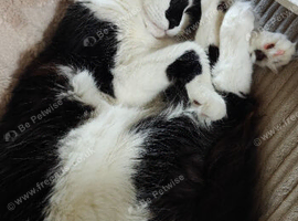 Mochi 1y/o kitten