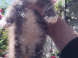 XXL MAINECOON CUB