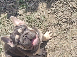 Big rope french bulldog