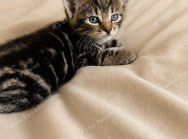 Handsome marbled tabby male kitten &ndash; available to reserve