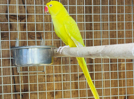 Yellow ringneck parrots
