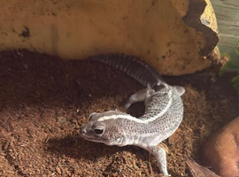 2 Fat tail Geckos sale