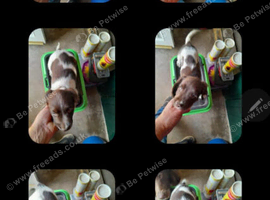 Beautiful liver and white English springer spaniels