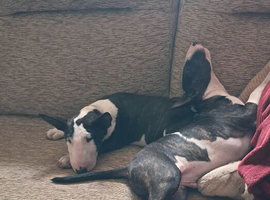 English bull terrier