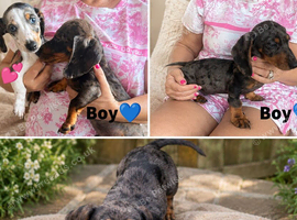 Beautiful dachshund puppy's