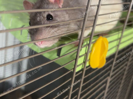 2 male rats - 9 months old