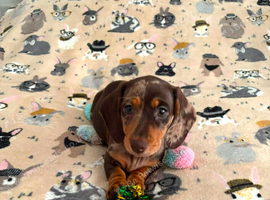 Outstanding KC Reg Miniature Dachshund Puppies &ndash; Ready Now (Walsall)