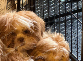 Male and female imperial Shih tzu