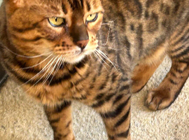 2 bengal cats needing new home