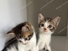 2 beautiful Norwegian mix kittens