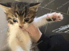 2 girl teddy kittens ready for new home