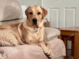 Beautiful Labrador