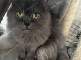 2x cats to rehome