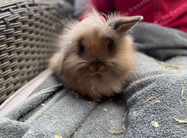 2 female lionheads
