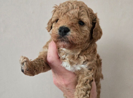 Poochon puppies