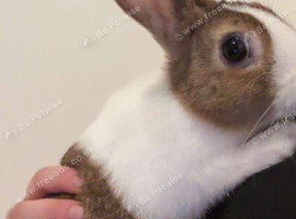 Dutch Bunny for sale