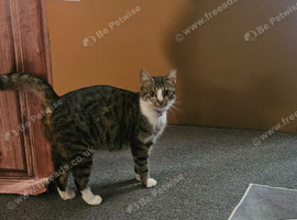 Female tabby cat