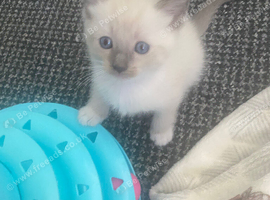One boy one girl ragdoll kittens