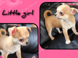 Chihuahua puppies