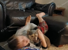 French Bull bitch (unspayed)