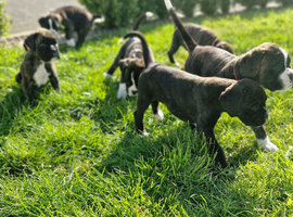 Pedigree Boxer's