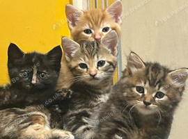 Cute Fluffy Kittens