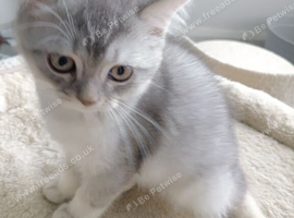 British Shorthair kitten