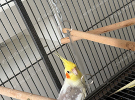 Cockatiels