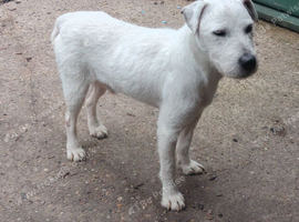 male 13 months ingles blood