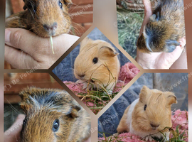 forever Loving Home  &ndash; Coco Bean & Creampuff