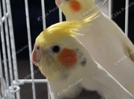 Cockatiels