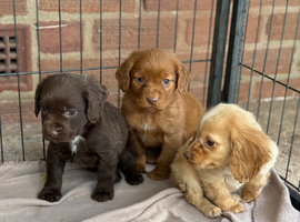 Mixed litter cocker spaniels